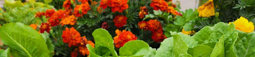 a garden bed with green lettuce and orange and yellow flowers
